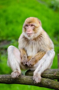 Monkey primate wildlife