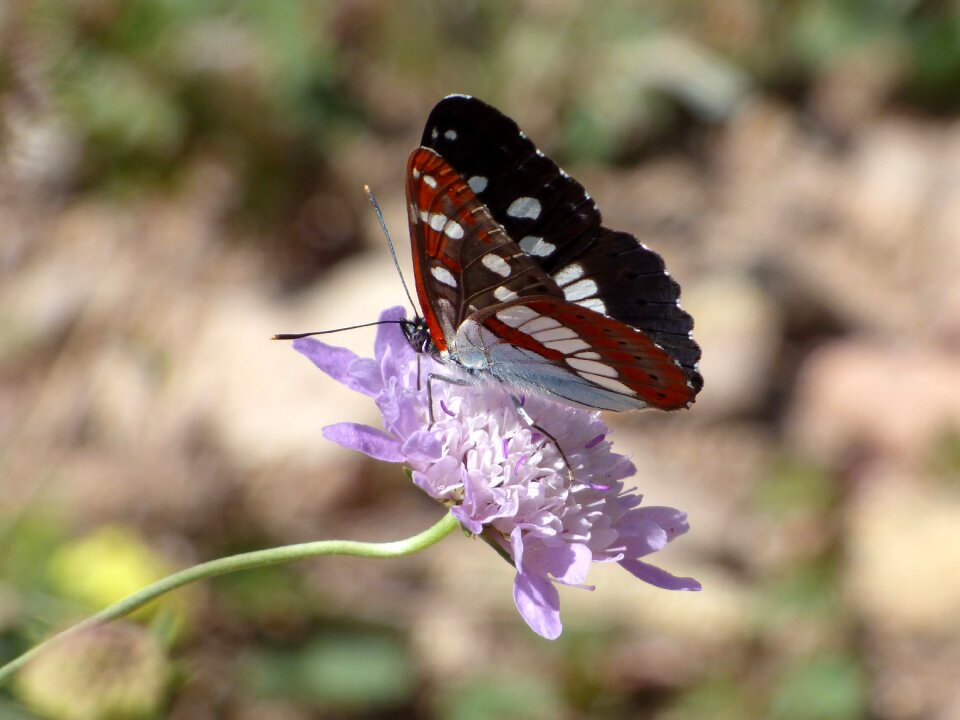 Nimfa mediterrània wild flower libar