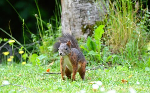 Cute nature cheeky