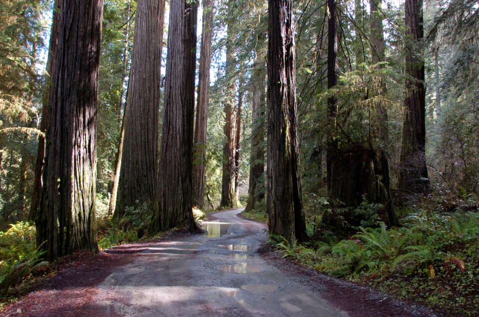 Redwoods road forest