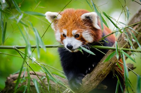 Red panda wildlife green grass