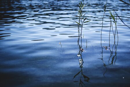 Water water surface nature
