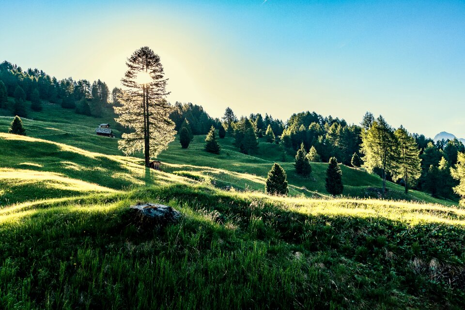 Meadow grass sunny