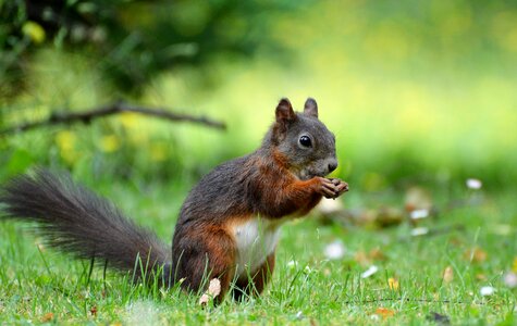 Cute nature cheeky