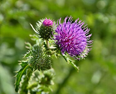 Nature thistle flower close up photo