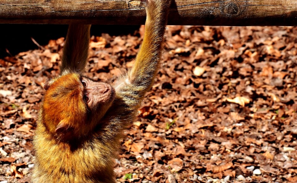 Animal wild animal zoo