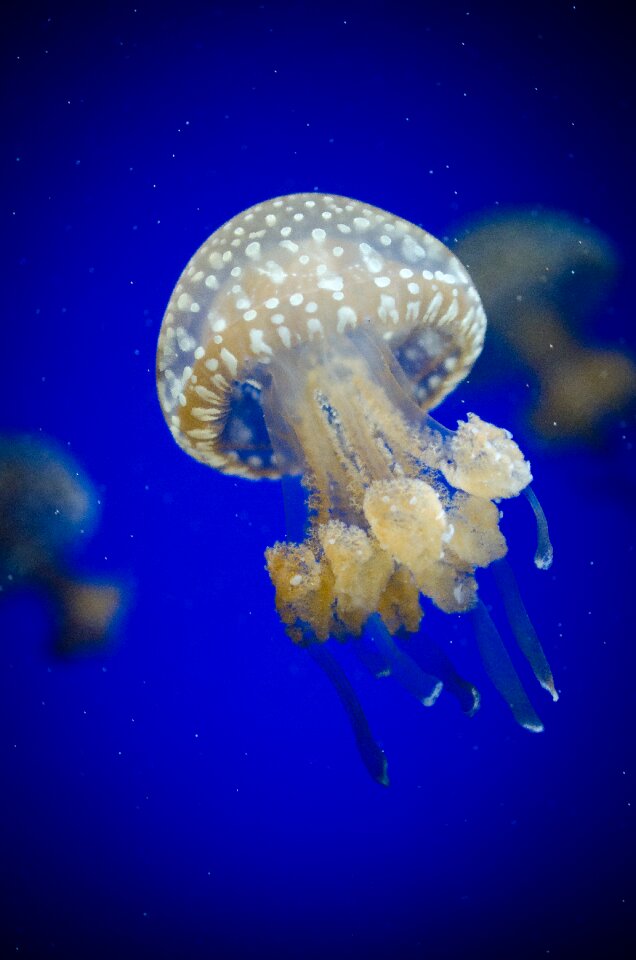 Deep diving fish