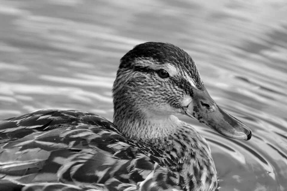 Bird poultry animal photo