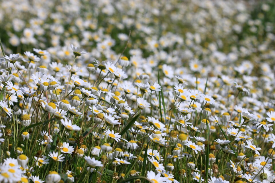 Nature beautiful flowers