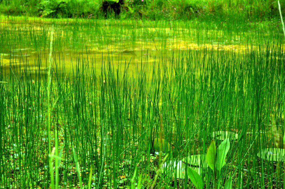 Green garden summer