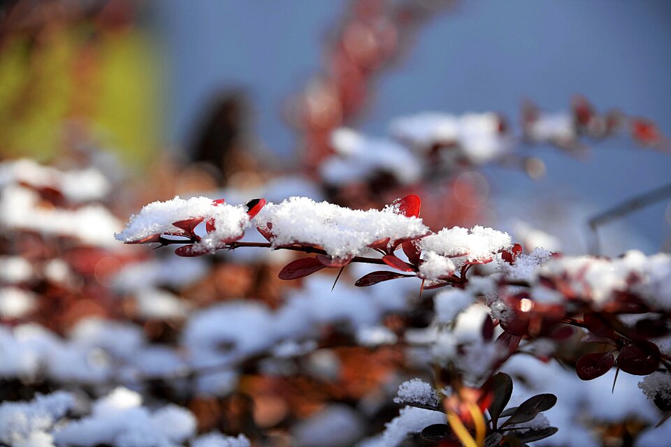 Snowy eiskristalle branch