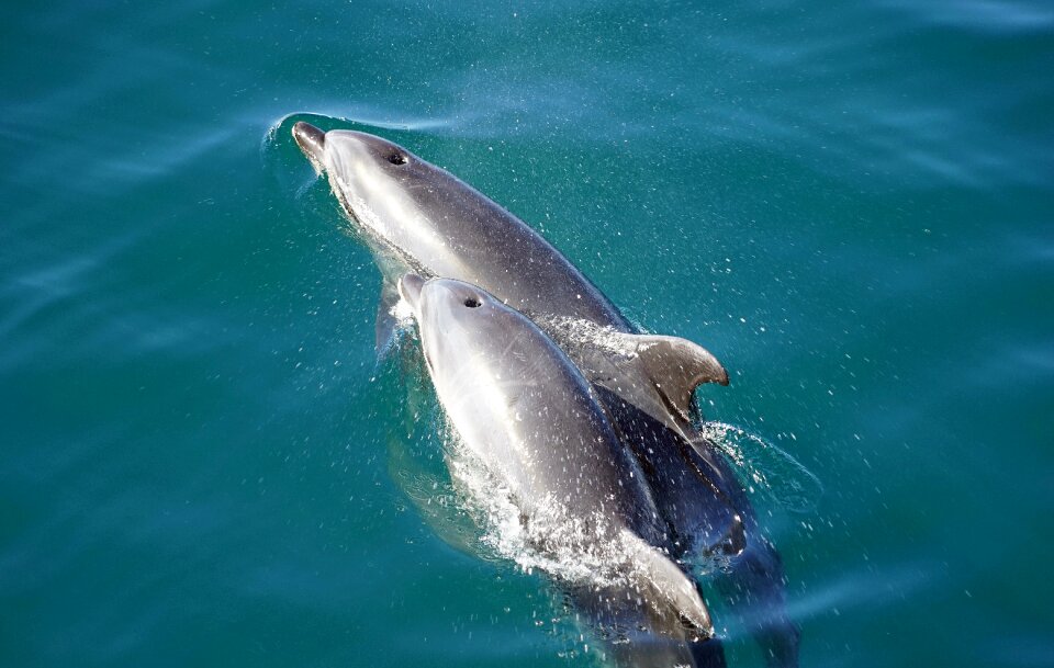 Mammals mother and baby bay of islands