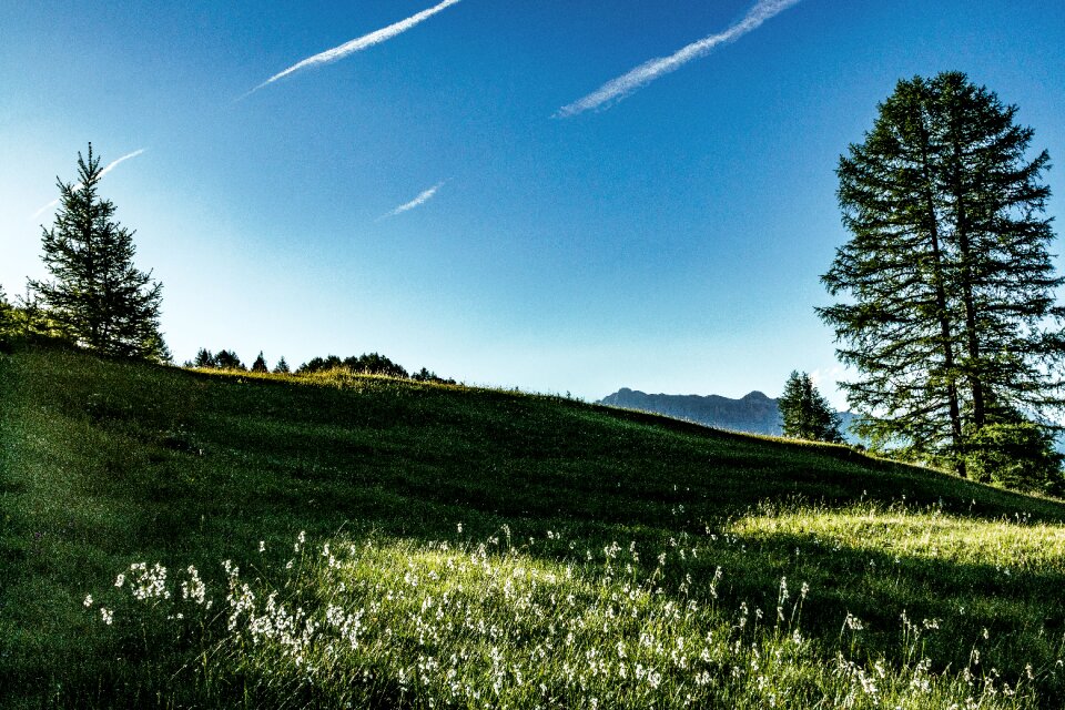 Grass nature landscape