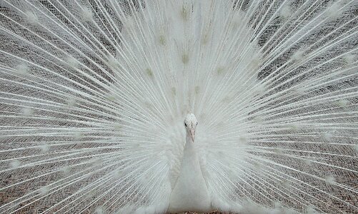 Bird avian tropical photo