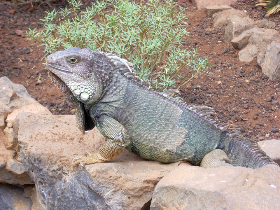 Lizard animal scaly