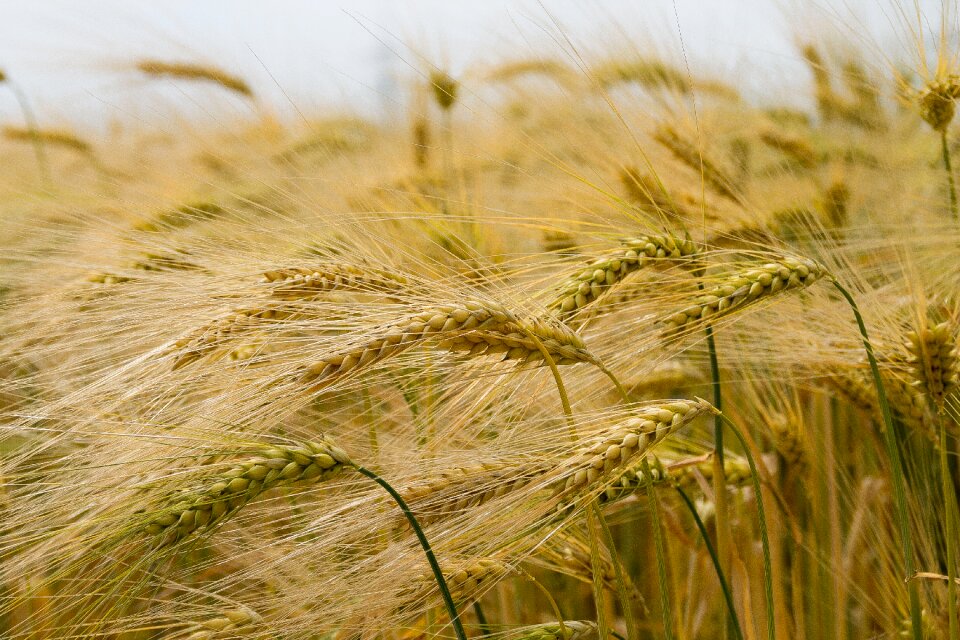 Wheat ripens field summer