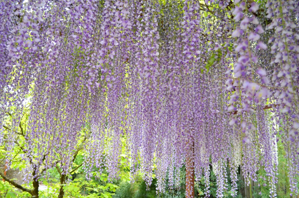 Climbing plant nature