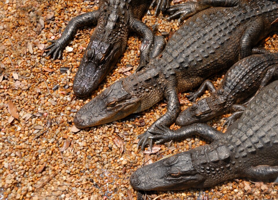 Reptile wildlife nature