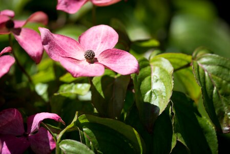 Pink flower blossom plant