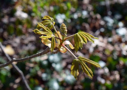 Chestnut tree shrub photo