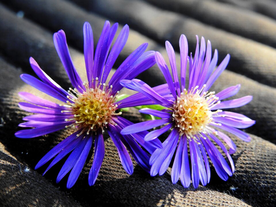 Nature plant purple