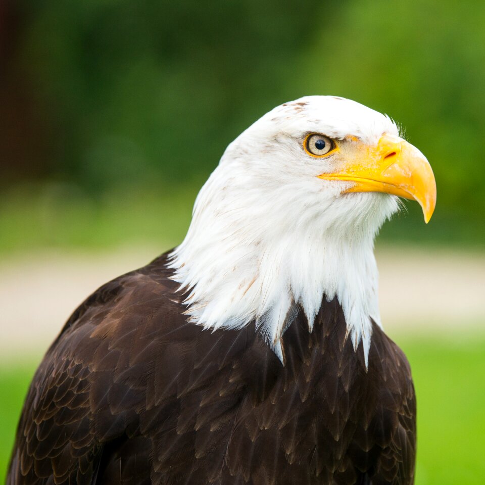 Bald eagle heraldic animal bird
