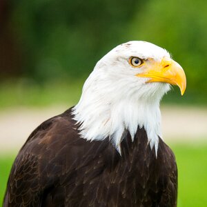Bald eagle heraldic animal bird