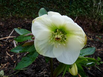 Garden petals winter