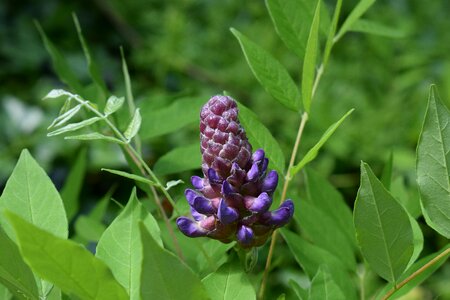 Blossom bloom plant