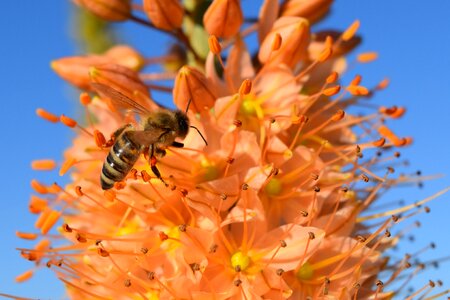 Bee blossom bloom