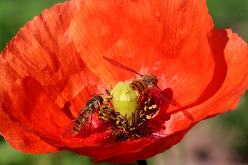 Wasp house feldwespe polistes dominulus