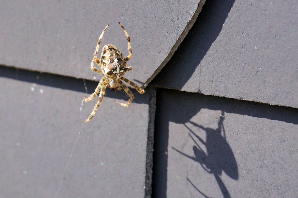 Nature arachne animal