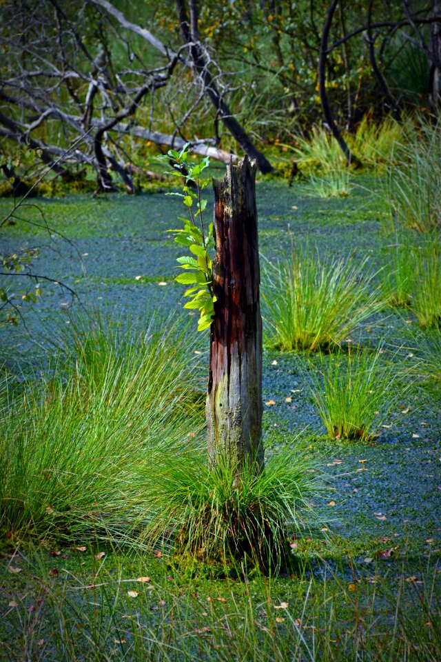 Schneverdingen moorland forest