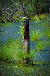 Schneverdingen moorland forest photo