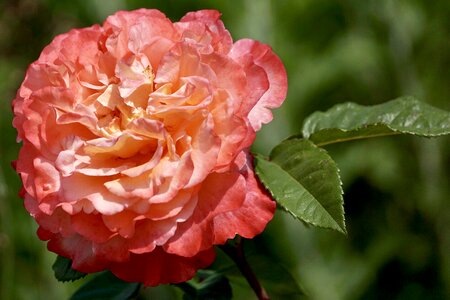 Flower salmon orange