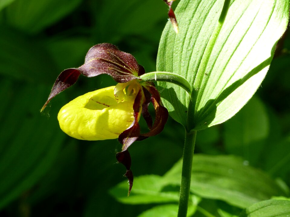 Nature leaf orchide