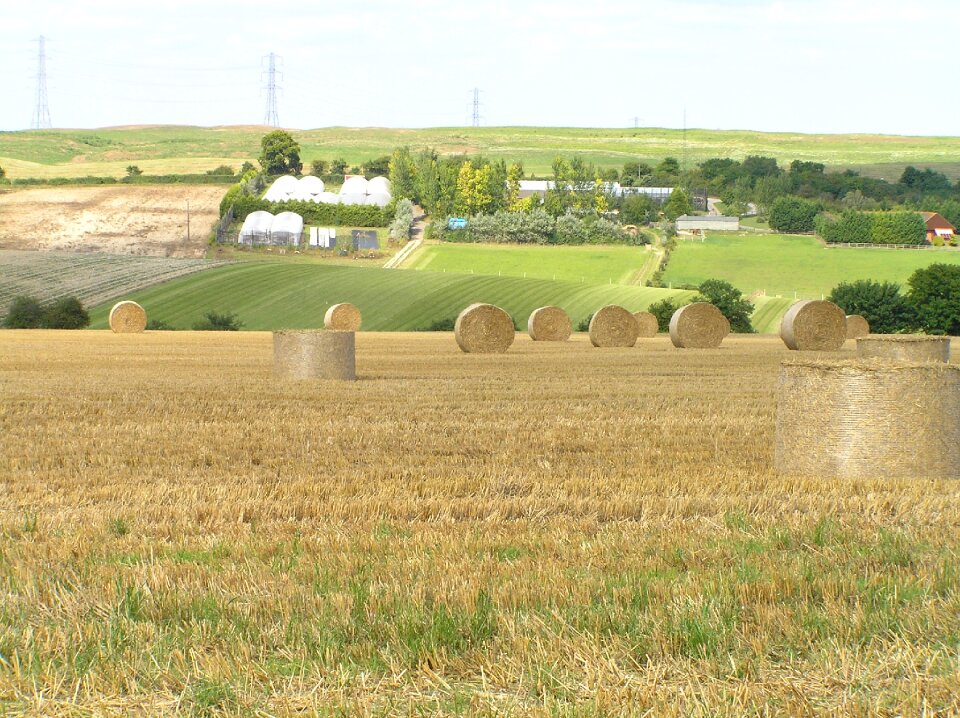 Golden agriculture rural