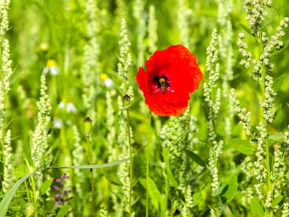 Bloom plant nature
