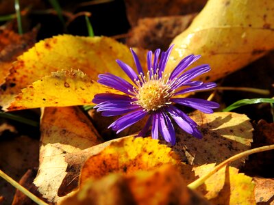 Withered nature plant photo