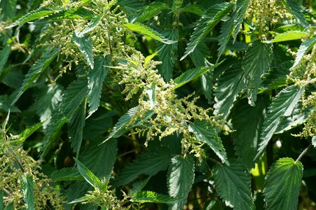 Green weed nettle