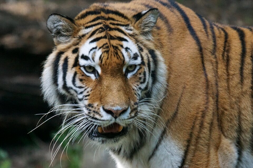Big cat carnivores siberian