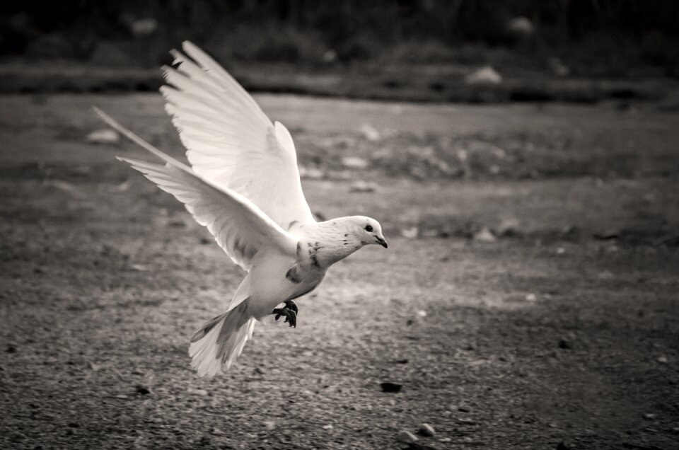 Feather freedom wild