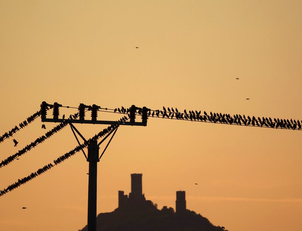 Bird nature starling