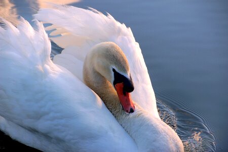 Head close up water bird