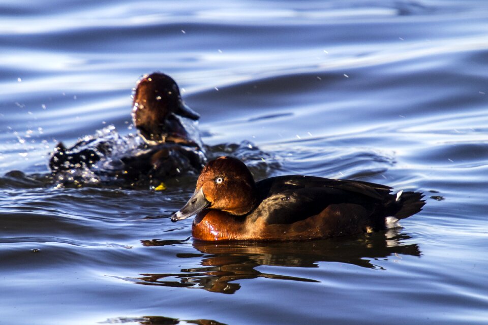 Water bird nature animal photo