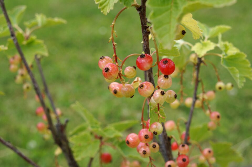Berries fruit garden currant
