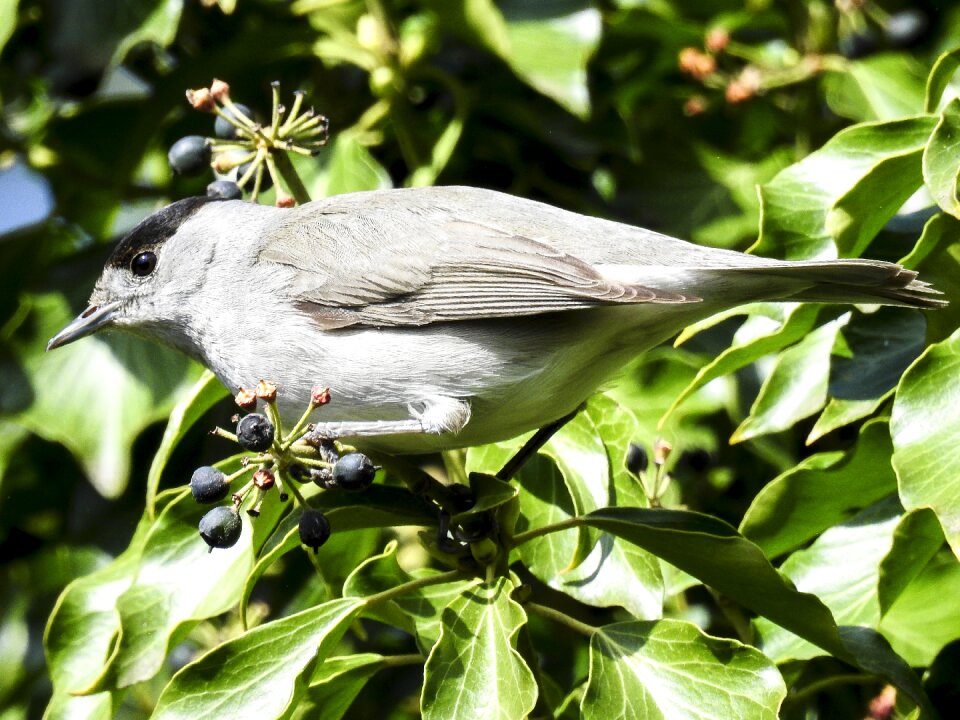 Garden bird nature animal
