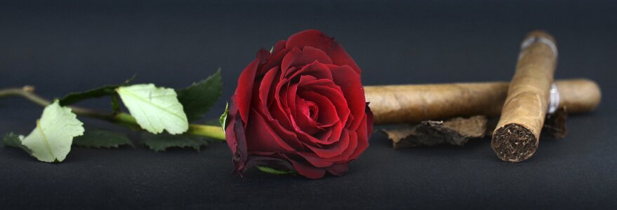Tobacco leaves rose petals flower