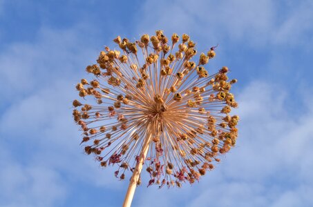 Sky flower garlic flower