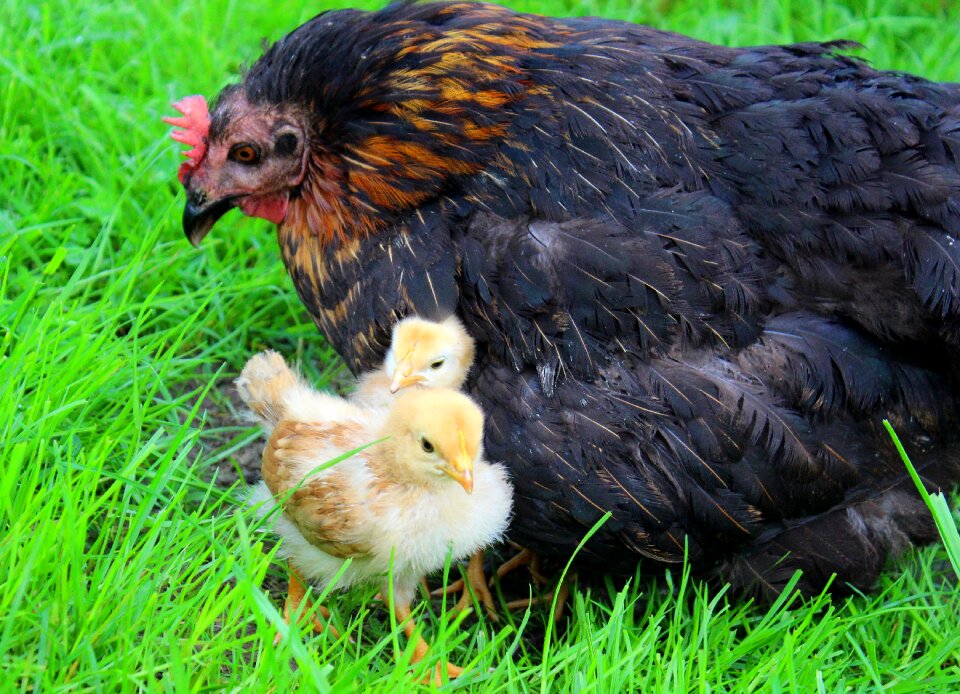 Hen shelter hide photo